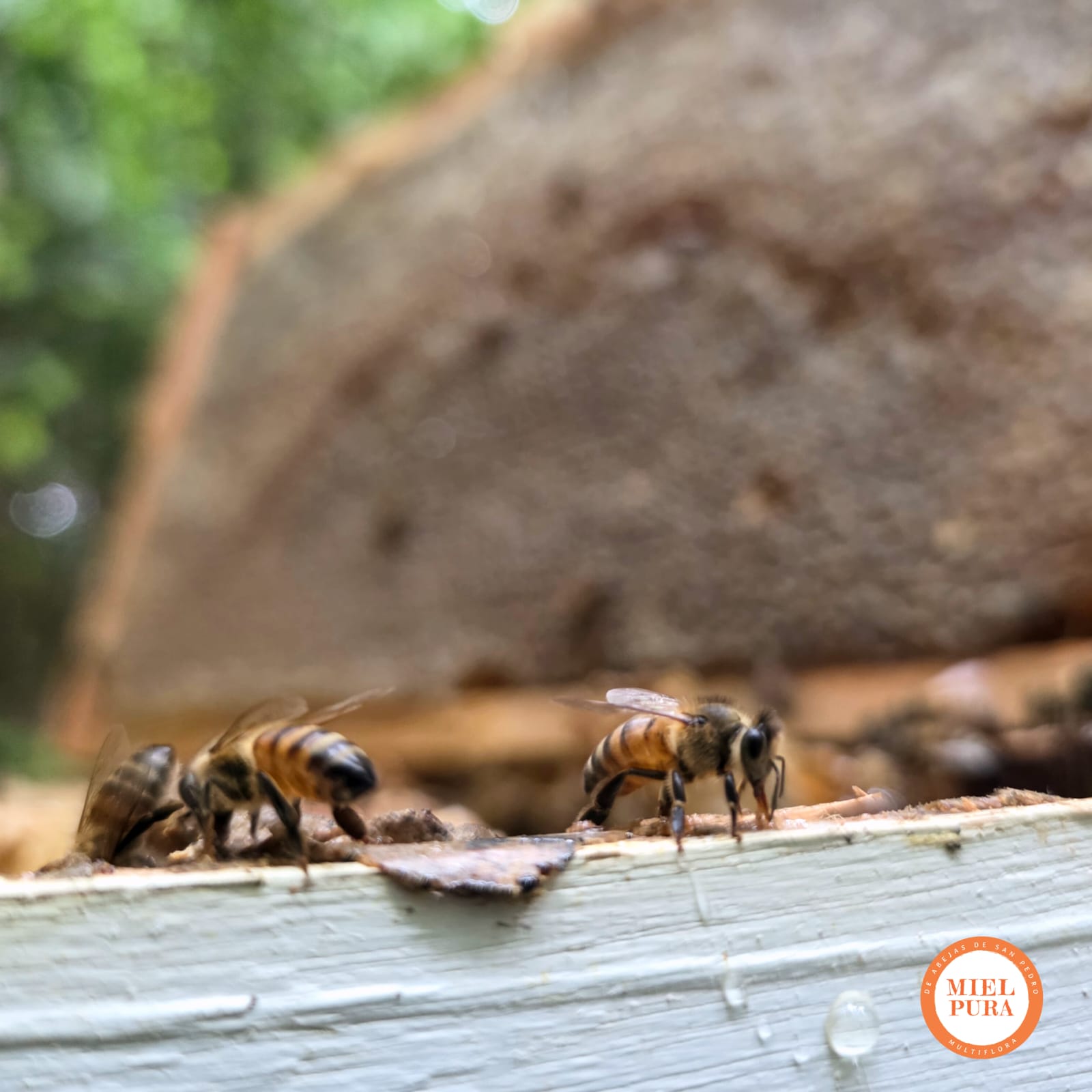 Abejas en la colmena
